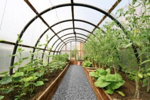 Organic vegetables in greenhouse interior