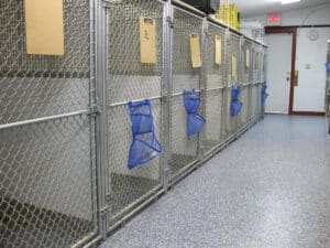 Closed dog kennel doors